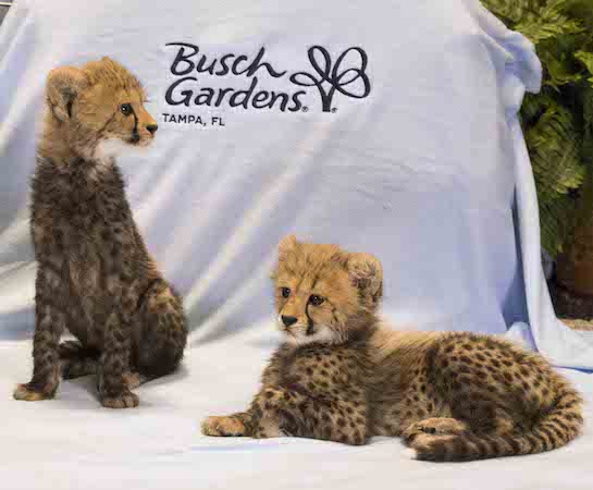 Busch Gardens Welcomes Baby Cheetahs