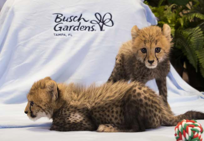 Busch Gardens Welcomes Baby Cheetahs