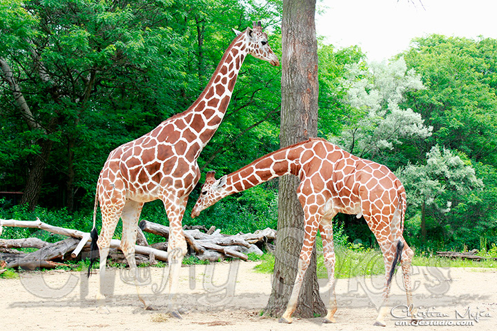 2 real lovely Giraffes