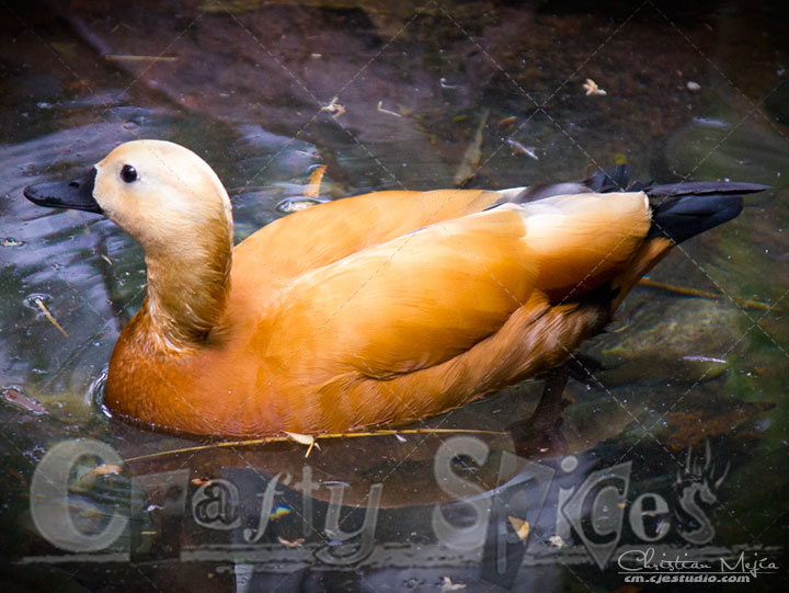 Orange Duck Orange Duck