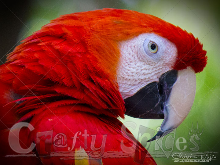Scarlet Macaw Scarlet Macaw