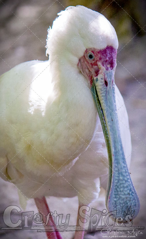 African Spoonbill African Spoonbill
