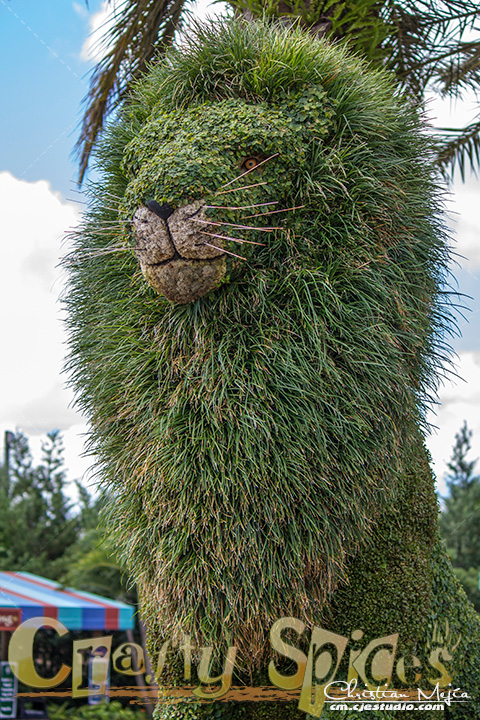 The Lion topiary at Busch Gardens The Lion topiary at Busch Gardens