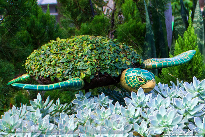 Topiary - Sea Tortoise Topiary - Sea Tortoise
