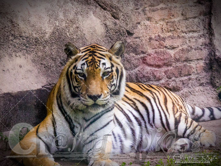 Tiger - Lovely animal
