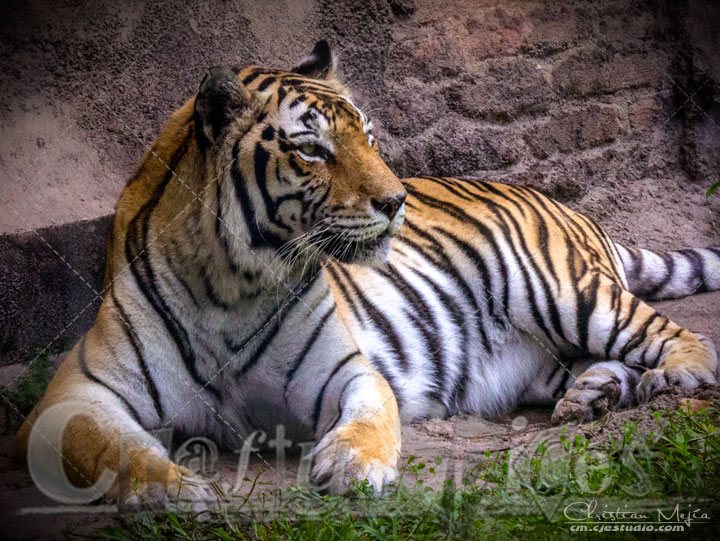 Tiger - Lovely animal getting ready for a nap