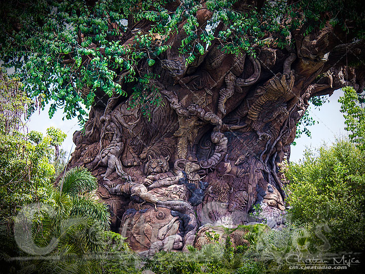 Tree of life - Full view Tree of life - Full view