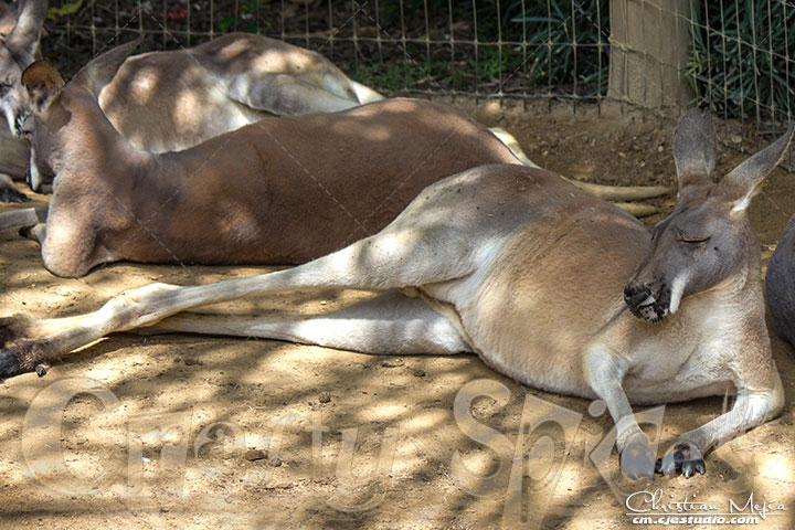 Many Kangaroos Many Kangaroos