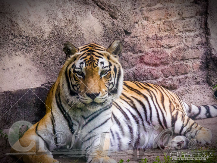 Tiger - Lovely animal Tiger - Lovely animal