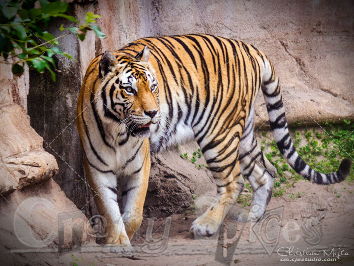 Tiger - Lovely animal taking a walk Tiger - Lovely animal taking a walk