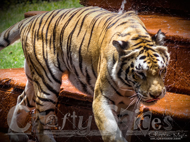Tiger - Lovely animal walking around Tiger - Lovely animal walking around