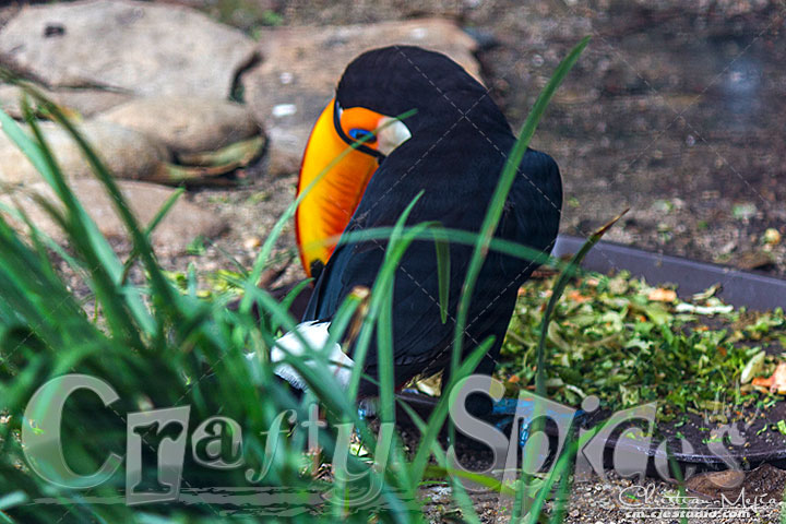Beautiful Toco Toucan Beautiful Toco Toucan