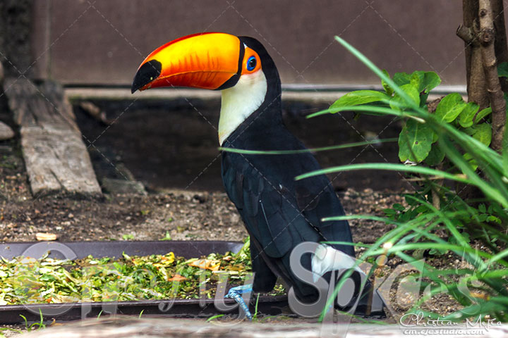 Toco Toucan Toco Toucan