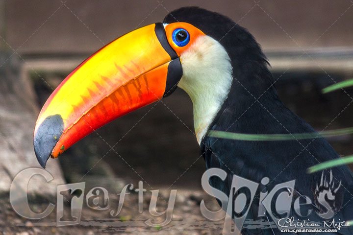 Toco Toucan Toco Toucan