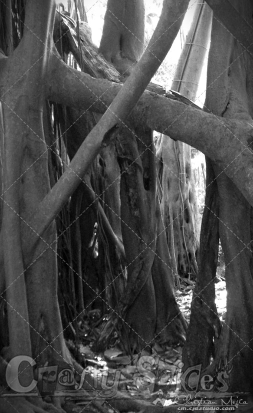 Black and White Twisted Nature Black and White Twisted Nature